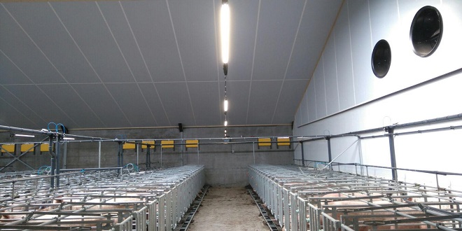 Agriculture Lighting for Pig Farms