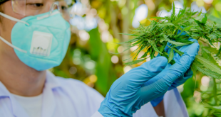 What Can Be Derived From Cannabis Plants?