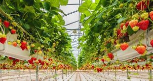 Full Spectrum Grow Light The Future Of Gardeniculture