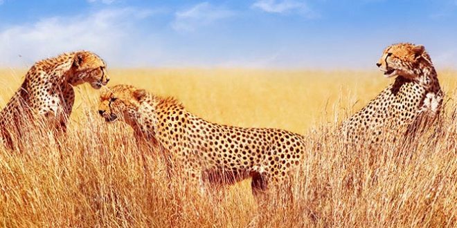 A Journey of Discovery: Immerse Yourself in the Wonders of Tanzania's National Parks and Wildlife Reserves.