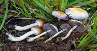 Best Places to Buy Magic Mushrooms Online