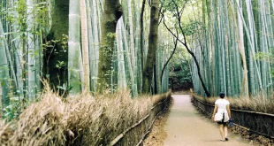 The Bamboo Forest Theory: A Pathway to Enhanced Mental Well-being