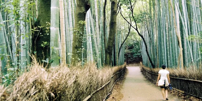 The Bamboo Forest Theory: A Pathway to Enhanced Mental Well-being