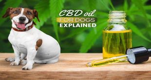 The Pros and Cons of Using CBD for Pets