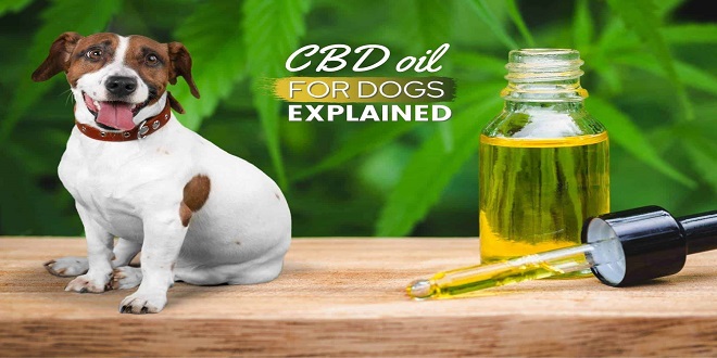 The Pros and Cons of Using CBD for Pets