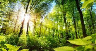 The Healing Power of Nature: Discover the Benefits of Forest Bathing Training