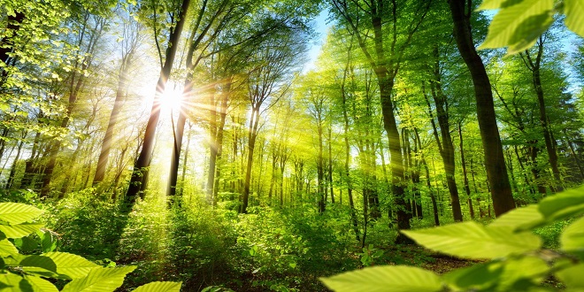 The Healing Power of Nature: Discover the Benefits of Forest Bathing Training