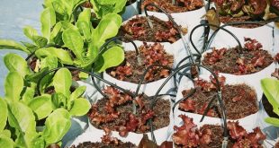 Aeration Advantages: Fabric Pots for Thriving Herb Gardens