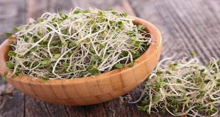 Homegrown Sprouts 101: A Journey into Sustainable Living