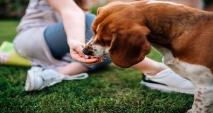 The Role of Probiotics in Dog Health