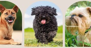 Rare Dog Breeds : Discover Unique and Fascinating Options